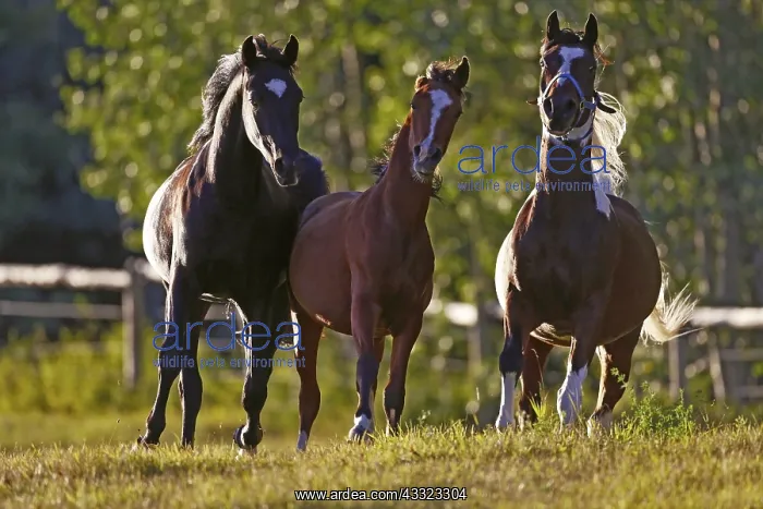 : Three Arabian Horses playing, galloping in meadow : Three Arabian Horses playing, galloping in meadow