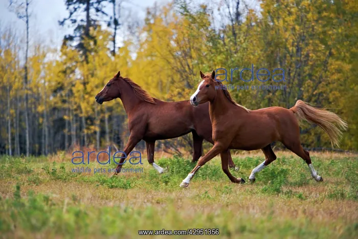: Two Arabian Horses running together on meadow : Two Arabian Horses running together on meadow
