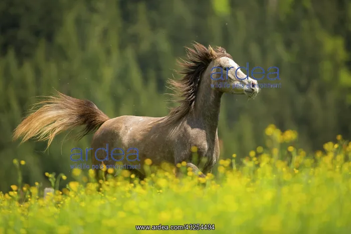 : Arabian mare galloping in meadow : Arabian mare galloping in meadow