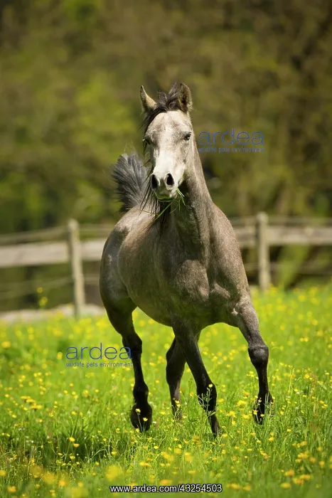 : Arabian mare galloping in meadow : Arabian mare galloping in meadow