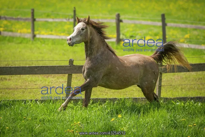 : Arabian mare galloping in meadow : Arabian mare galloping in meadow
