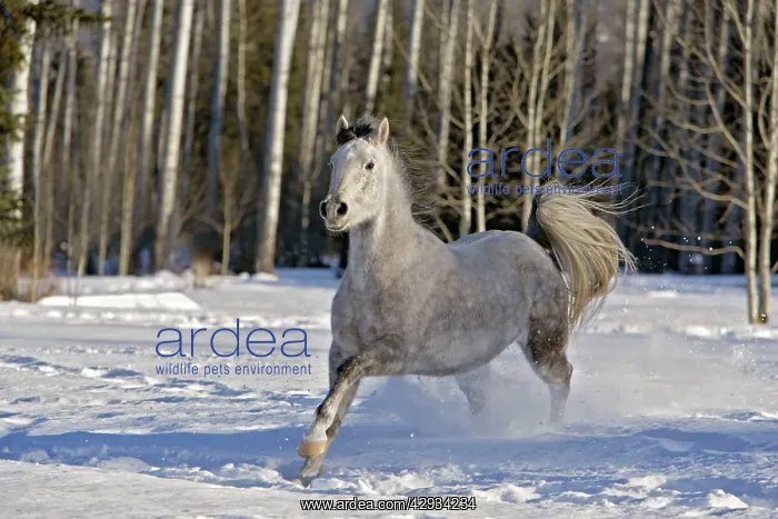 : Arabian Mare - gray galloping in snow : Arabian Mare - gray galloping in snow