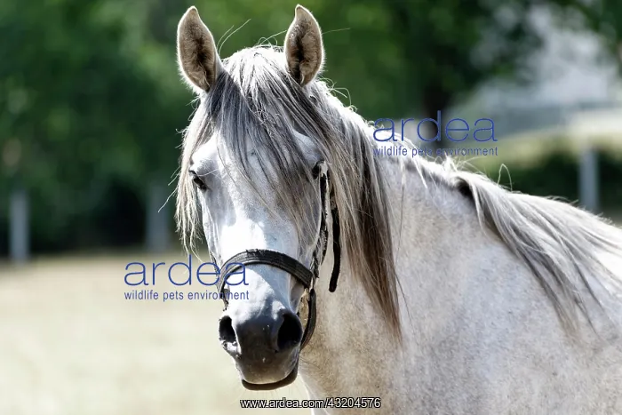 : Arabian mare, portrait, Baden-Warttemberg, Germany : Arabian mare, portrait, Baden-Warttemberg, Germany