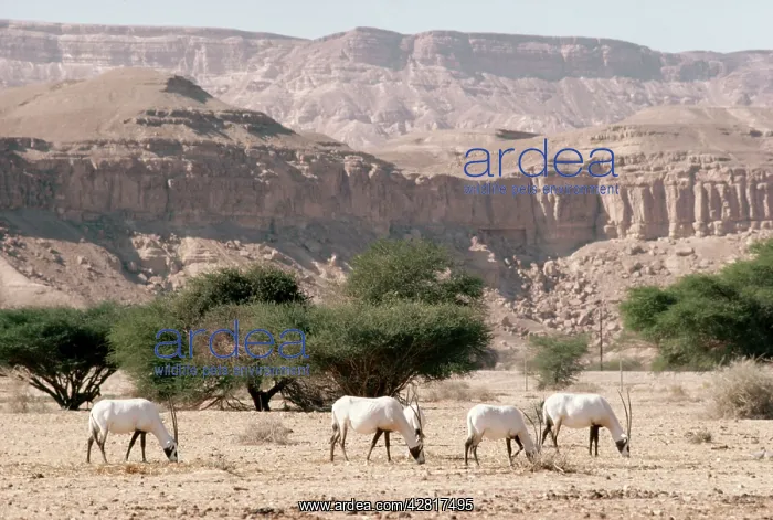  : Arabian Oryx