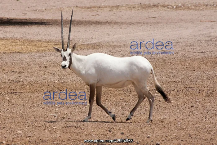 : Arabian Oryx : Arabian Oryx