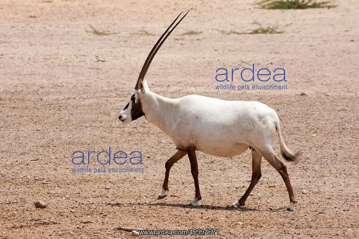 : Arabian Oryx : Arabian Oryx