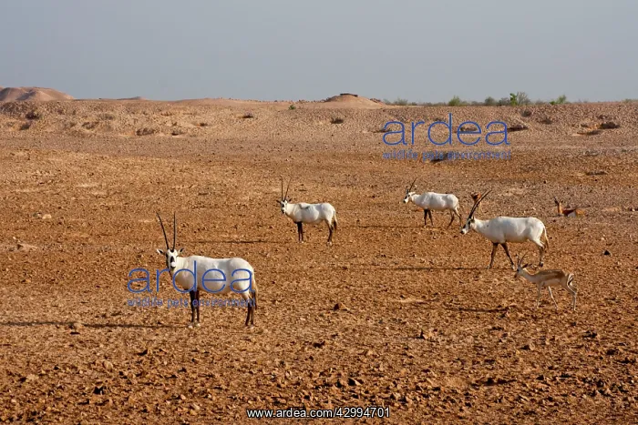 : Arabian Oryx : Arabian Oryx