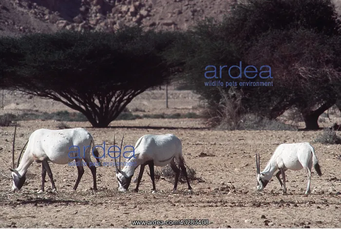 : ARABIAN ORYX : ARABIAN ORYX