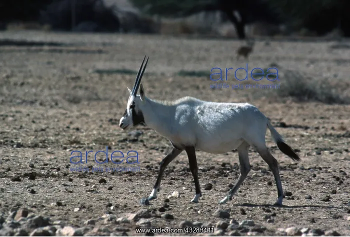 : ARABIAN ORYX : ARABIAN ORYX