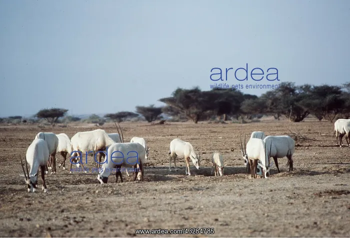 : ARABIAN ORYX : ARABIAN ORYX