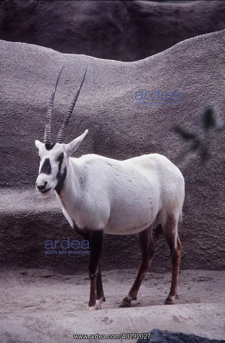 : ARABIAN ORYX : ARABIAN ORYX