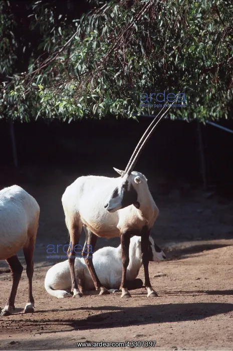 : ARABIAN ORYX : ARABIAN ORYX