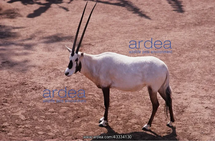 : ARABIAN ORYX : ARABIAN ORYX