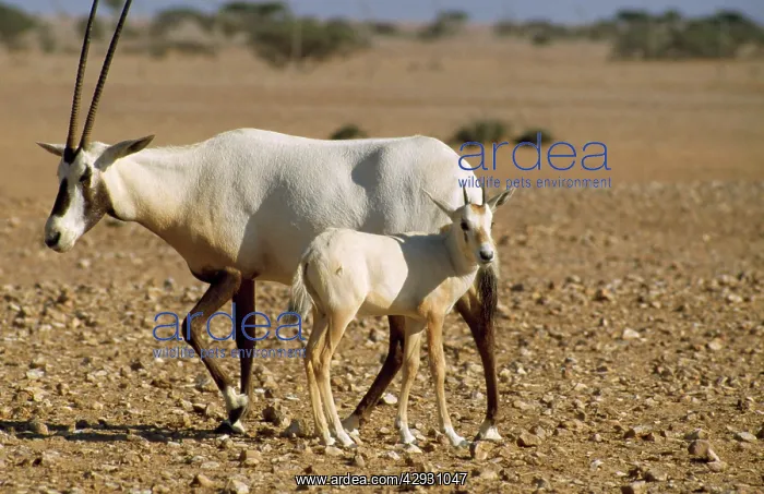 : Arabian Oryx - adult & calf : Arabian Oryx - adult & calf