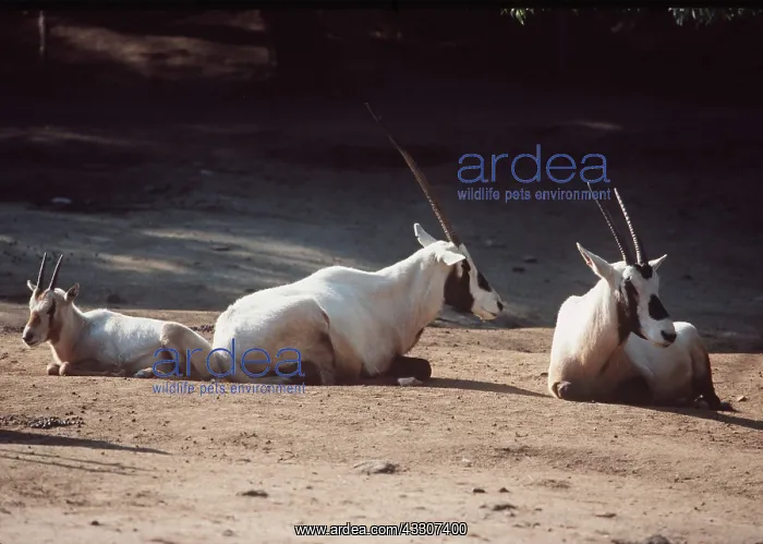 : Arabian Oryx - adults and young : Arabian Oryx - adults and young
