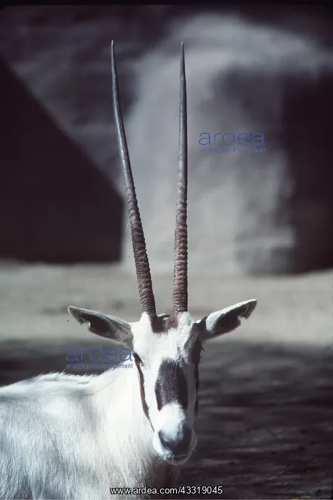 : ARABIAN ORYX - close-up of head : ARABIAN ORYX - close-up of head