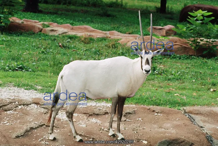 : ARABIAN ORYX - ENDANGERED : ARABIAN ORYX - ENDANGERED