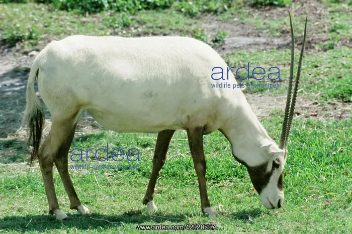 : Arabian ORYX - grazing : Arabian ORYX - grazing