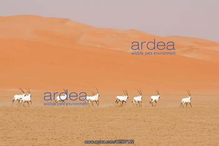 : Arabian Oryx herd : Arabian Oryx herd