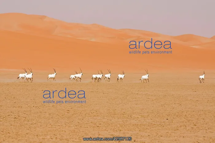 : Arabian Oryx herd : Arabian Oryx herd