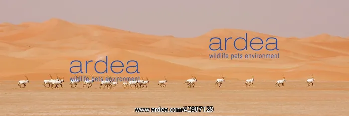 : Arabian Oryx herd : Arabian Oryx herd