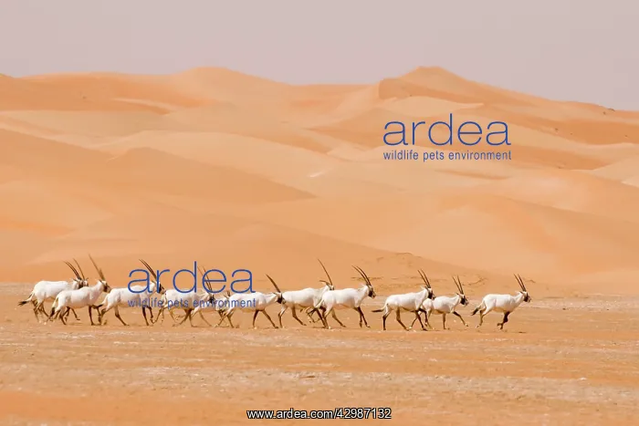 : Arabian Oryx herd : Arabian Oryx herd