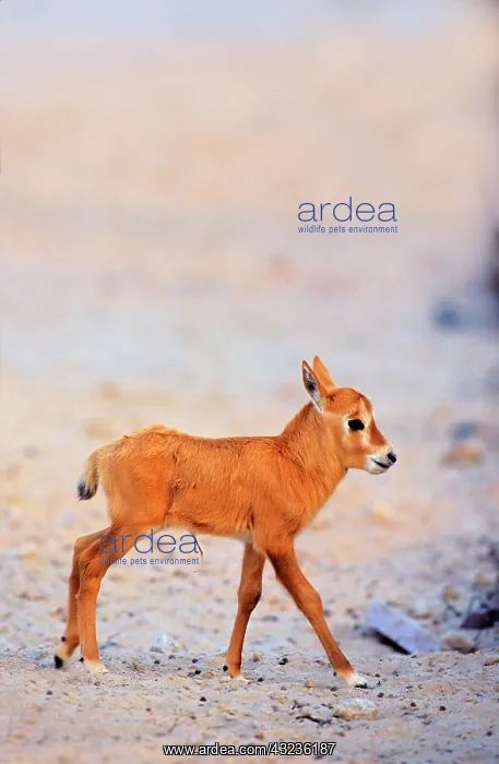 : Arabian Oryx (Oryx leucoryx) calf on Sir : Arabian Oryx (Oryx leucoryx) calf on Sir
