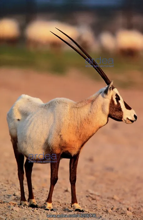 : Arabian Oryx (Oryx leucoryx) on Sir Bani : Arabian Oryx (Oryx leucoryx) on Sir Bani