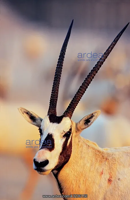 : Arabian Oryx (Oryx leucoryx) on Sir Bani : Arabian Oryx (Oryx leucoryx) on Sir Bani
