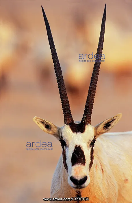: Arabian Oryx (Oryx leucoryx) on Sir Bani : Arabian Oryx (Oryx leucoryx) on Sir Bani