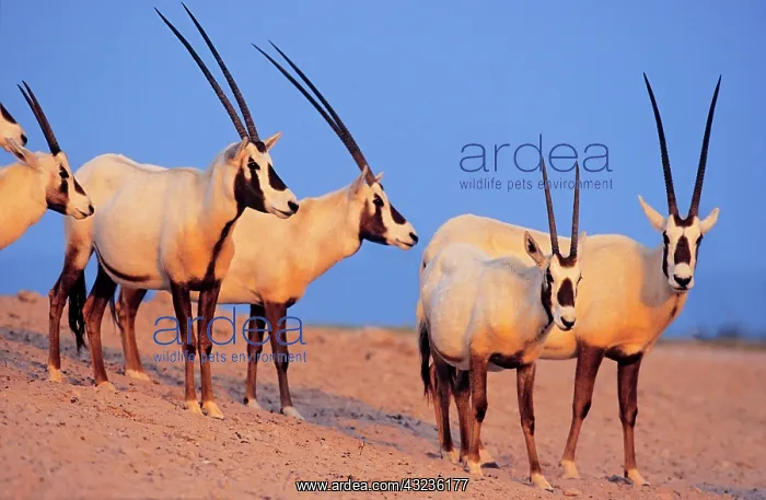 : Arabian Oryx (Oryx leucoryx) on Sir Bani : Arabian Oryx (Oryx leucoryx) on Sir Bani
