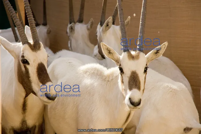: Arabian Oryx - in pen prior to transportation : Arabian Oryx - in pen prior to transportation
