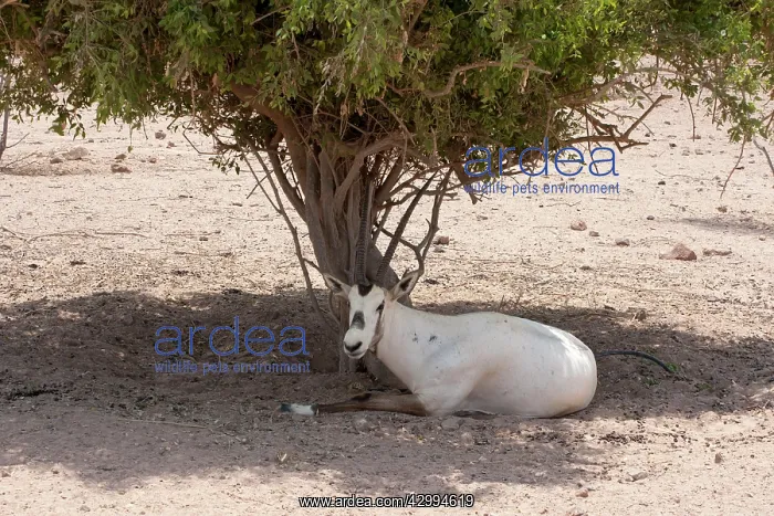 : Arabian Oryx - resting in shade : Arabian Oryx - resting in shade