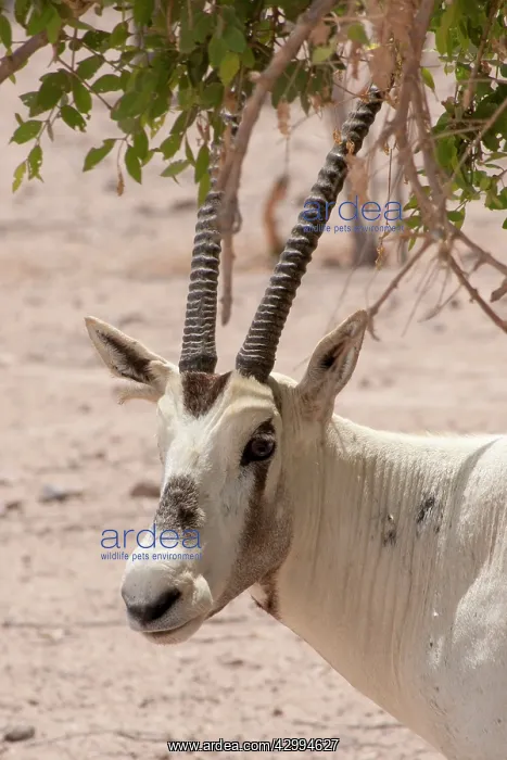 : Arabian Oryx - sheltering in shade : Arabian Oryx - sheltering in shade