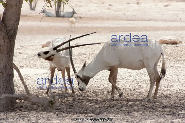 : Arabian Oryx - sparring : Arabian Oryx - sparring
