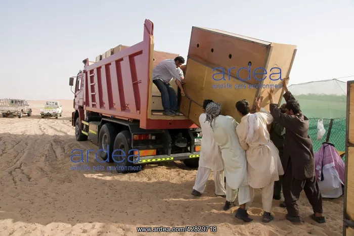: Arabian Oryx - in transport box being loaded on : Arabian Oryx - in transport box being loaded on