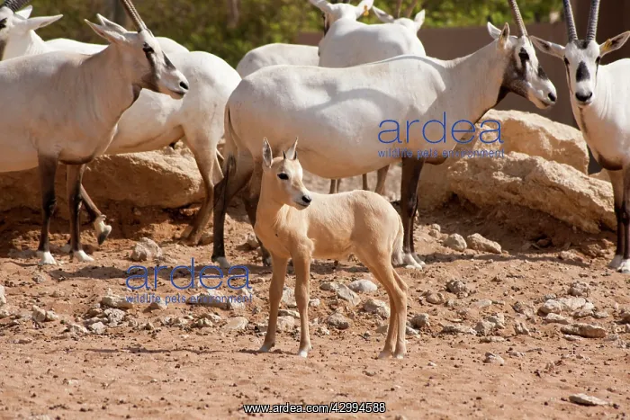 : Arabian Oryx - with young : Arabian Oryx - with young