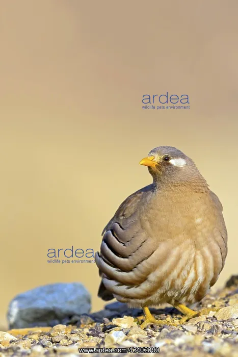 : Arabian Partridge, Sand Partridge, (Ammoperdix heyi) : Arabian Partridge, Sand Partridge, (Ammoperdix heyi)