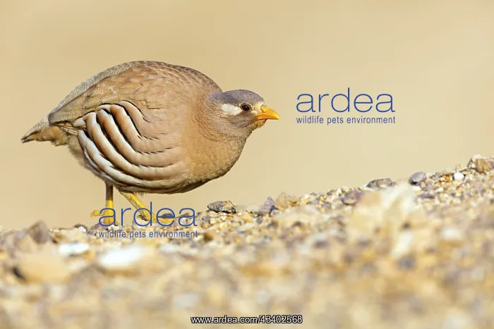 : Arabian Partridge, Sand Partridge, (Ammoperdix heyi) : Arabian Partridge, Sand Partridge, (Ammoperdix heyi)