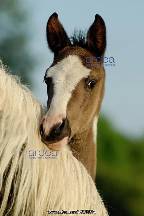: Arabian Pinto, foal looks over the neck of the mother : Arabian Pinto, foal looks over the neck of the mother