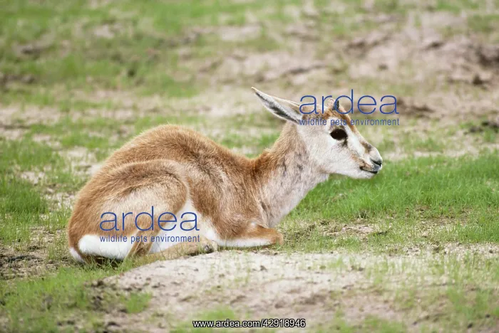 : Arabian Sand Gazelle / Goitered gazelleS / Sand : Arabian Sand Gazelle / Goitered gazelleS / Sand