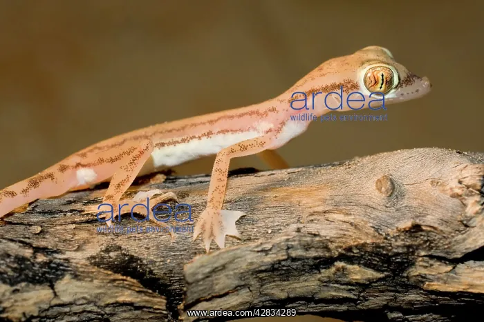 : Arabian Sand Gecko / Arabian short-fingered Gecko : Arabian Sand Gecko / Arabian short-fingered Gecko