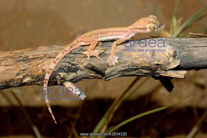 : Arabian Sand Gecko / Arabian short-fingered Gecko : Arabian Sand Gecko / Arabian short-fingered Gecko