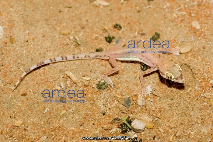 : Arabian Sand Gecko / Arabian short-fingered Gecko : Arabian Sand Gecko / Arabian short-fingered Gecko