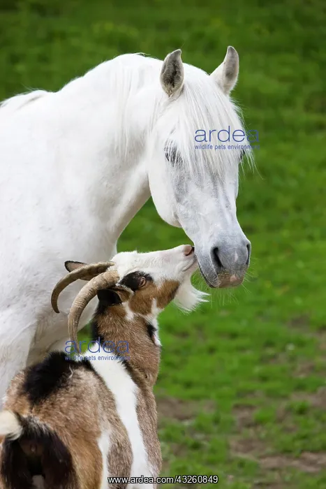  : Arabian stallion, gray, being sniffed by a domestic