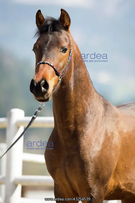 : Arabian stallion, portrait : Arabian stallion, portrait