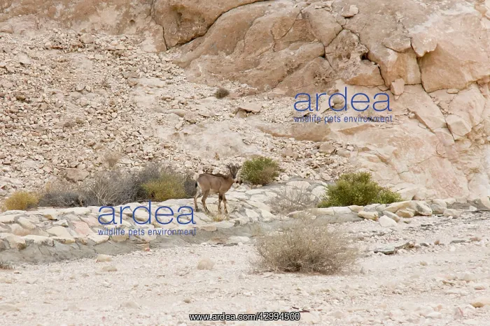 : Arabian Tahr - young male : Arabian Tahr - young male