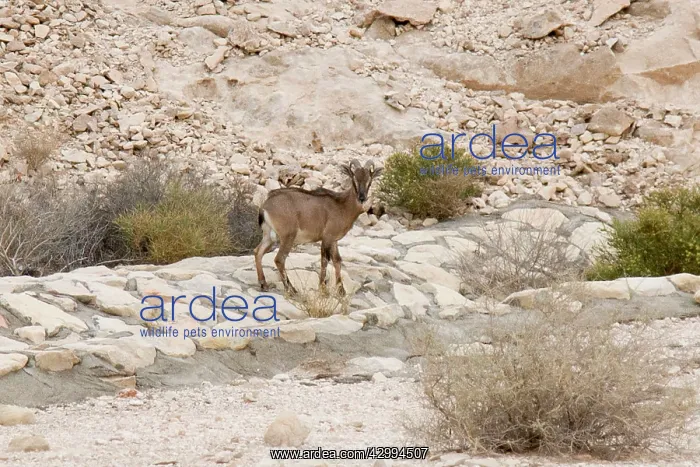 : Arabian Tahr - young male : Arabian Tahr - young male