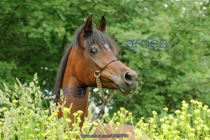 : Arabian thoroughbred, bay mare : Arabian thoroughbred, bay mare
