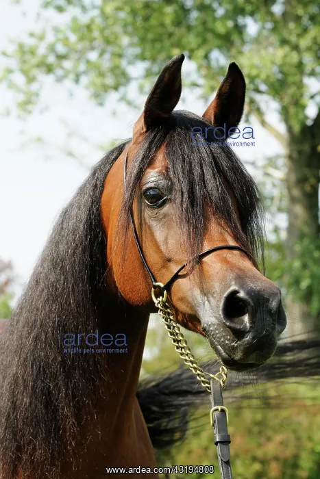 : Arabian thoroughbred, bay mare : Arabian thoroughbred, bay mare